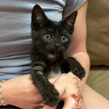 Raquel -  Domestic Short Hair Cat for Adoption in West Olive, Michigan - Raquel | PetCurious