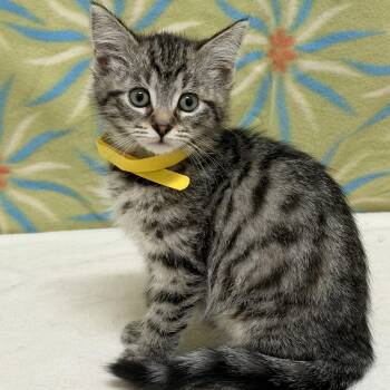 Domestic Short Hair Cats Available for Adoption in Libertyville, Illinois - Figlet | PetCurious