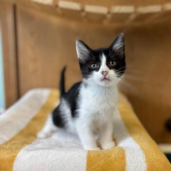 Anton--In Foster -  Domestic Short Hair Cat for Adoption in Fargo, North Dakota - Anton--In Foster | PetCurious