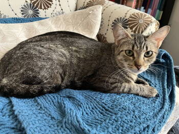 Rescue Domestic Short Hair Cats for Adoption in Walled Lake, Michigan - Tiramisu | PetCurious