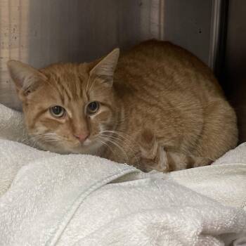Lester -  Domestic Short Hair Cat for Adoption in Canton, Illinois - Lester | PetCurious
