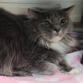 Domestic Long Hair Cats Available for Adoption - Tally | PetCurious