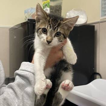 Ernie -  Domestic Short Hair Cat for Adoption in Chicago, Illinois - Ernie | PetCurious