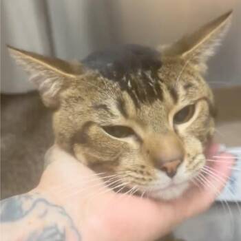 Jaspar -  Domestic Short Hair Cat for Adoption in Houston, Texas - Jaspar | PetCurious
