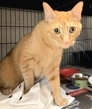 Jasper -  Domestic Medium Hair Cat for Adoption in North Kingstown, Rhode Island - Jasper | PetCurious