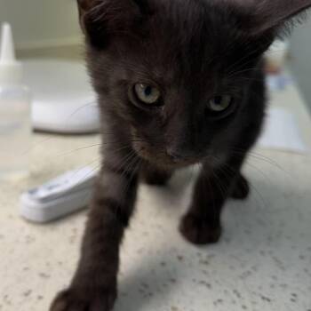 Lars -  Domestic Short Hair Cat for Adoption in Auburn, Alabama - Lars | PetCurious