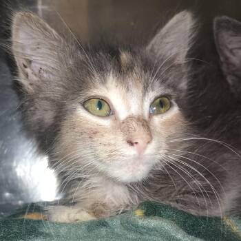 Erin -  Domestic Medium Hair Cat for Adoption in Valley, Alabama - Erin | PetCurious