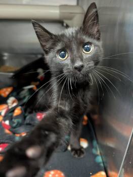 Doodlebug - At shelter -  Domestic Short Hair Cat for Adoption in Rustburg, Virginia - Doodlebug - At Shelter | PetCurious