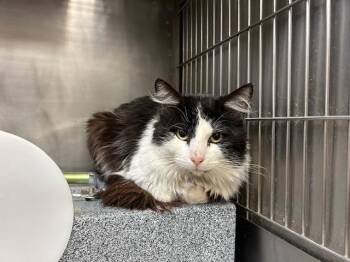 Domestic Long Hair Cats Available for Adoption in Tulsa, Oklahoma - BJ | PetCurious