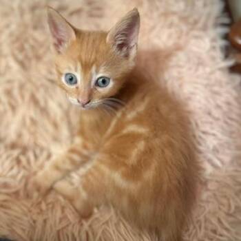 Sonny "Duckie" Carlsbad -  Domestic Short Hair Cat for Adoption in Denver, Colorado - Sonny "Duckie" Carlsbad | PetCurious