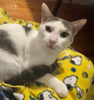 CARL -  Domestic Short Hair Cat for Adoption in Pegram, Tennessee - CARL | PetCurious