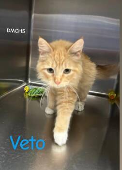 Domestic Medium Hair Cats Available for Adoption in Burlington, Iowa - Veto | PetCurious