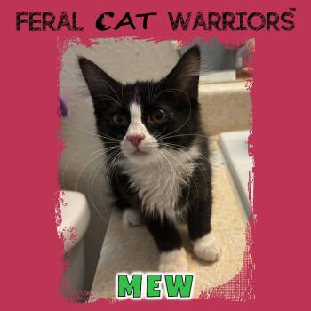 Mew -  Domestic Short Hair Cat for Adoption in Kingman, Arizona - Mew | PetCurious