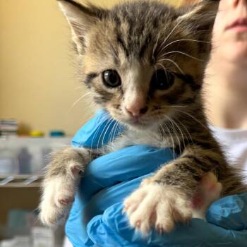 Briar -  Domestic Short Hair Cat for Adoption in Corinth, Mississippi - Briar | PetCurious