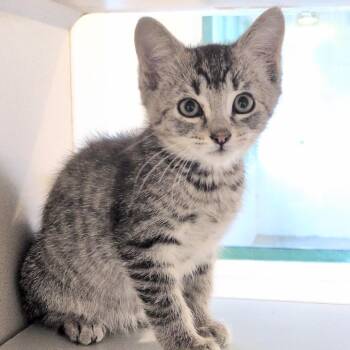 iPhone -  Domestic Short Hair Cat for Adoption in Reno, Nevada - IPhone | PetCurious