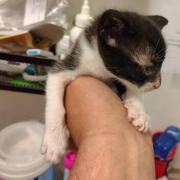 Corn Flake -  Domestic Short Hair Cat for Adoption in Coos Bay, Oregon - Corn Flake | PetCurious