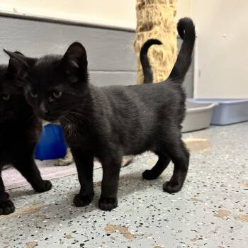 Mookie (Gil) -  Domestic Short Hair Cat for Adoption in Watertown, New York - Mookie (Gil) | PetCurious