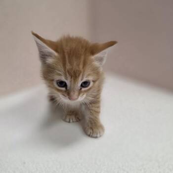Blaze -  Domestic Short Hair Cat for Adoption in Jupiter, Florida - Blaze | PetCurious