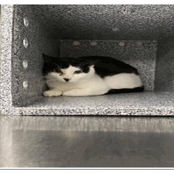 Bernie -  Domestic Short Hair Cat for Adoption in Tampa, Florida - Bernie | PetCurious
