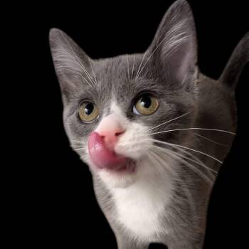 Boom K. 56175 -  Domestic Short Hair Cat for Adoption in Eaton Rapids, Michigan - Boom K. 56175 | PetCurious
