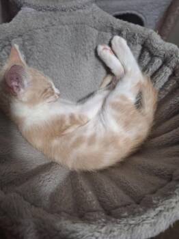 Creame -  Domestic Short Hair Cat for Adoption in Nashville, Georgia - Creame | PetCurious