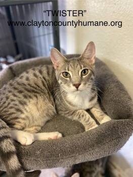 Rescue Tabby Cats for Adoption in Locust Grove, Georgia - Twister | PetCurious