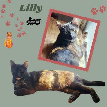 Rescue Tortoiseshell Cats for Adoption in Lindsay, California - Lilly (Cat) | PetCurious