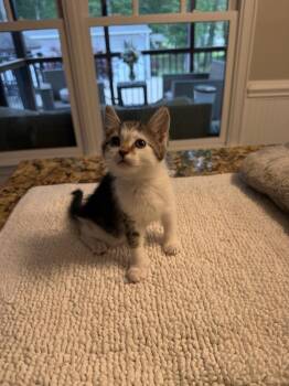 Aspen -  Domestic Short Hair Cat Available for Adoption in Mooresville, North Carolina - Aspen | PetCurious