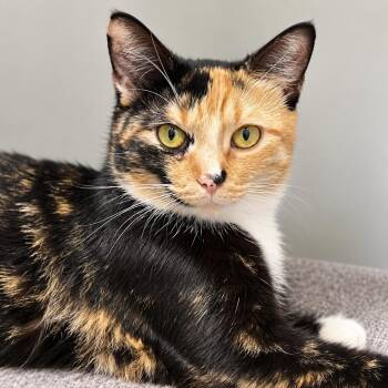 Lilo -  Domestic Short Hair Cat for Adoption in Pontiac, Michigan - Lilo | PetCurious