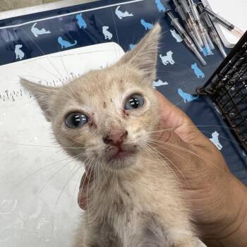 Baxter -  Domestic Short Hair Cat for Adoption in Galveston, Texas - Baxter | PetCurious