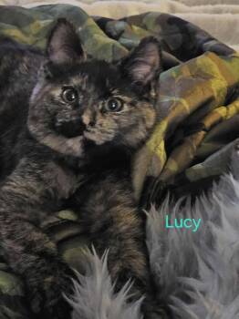 Domestic Short Hair Cats Available for Adoption - Lucy Shipman (blue Collar) | PetCurious
