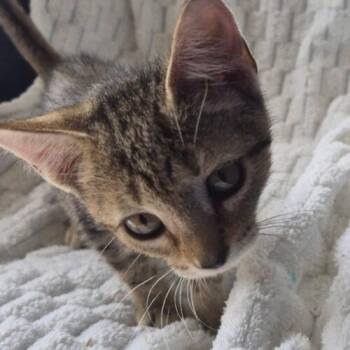 Frannie j -  Domestic Short Hair Cat for Adoption in Tampa, Florida - Frannie J | PetCurious