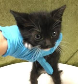 Domestic Short Hair Cats Available for Adoption in Riverside, California - PIPLUP | PetCurious