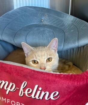 Ichabod Crane -  Domestic Short Hair Cat for Adoption in Kennewick, Washington - Ichabod Crane | PetCurious