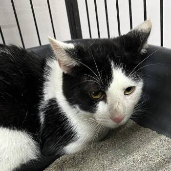Stormy -  Domestic Short Hair Cat for Adoption in Corbin, Kentucky - Stormy | PetCurious