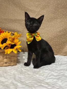 Buttercup -  Domestic Short Hair Cat for Adoption in Groveland, Massachusetts - Buttercup | PetCurious