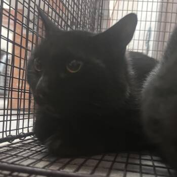 Domestic Short Hair Cats Available for Adoption in Yuma, Arizona - Blackie | PetCurious