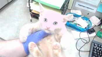 GREG -  Domestic Short Hair Cat for Adoption in Omaha, Nebraska - GREG | PetCurious