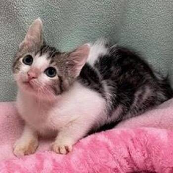 Manitoba -  Tabby Cat for Adoption in Green Valley, Arizona - Manitoba | PetCurious