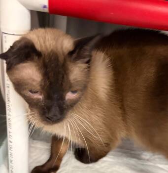 Bartholomew -  Domestic Short Hair Cat for Adoption in Cincinnati, Ohio - Bartholomew | PetCurious