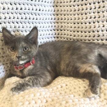Rumi -  Domestic Short Hair Cat for Adoption in La Grange, Kentucky - Rumi | PetCurious