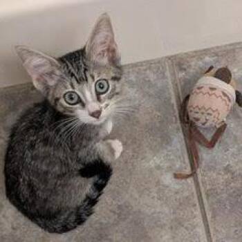 Matilda -  Tabby Cat for Adoption in Green Valley, Arizona - Matilda | PetCurious