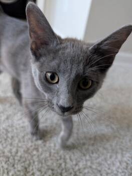 Domestic Short Hair Cats Available for Adoption - Ditalini | PetCurious