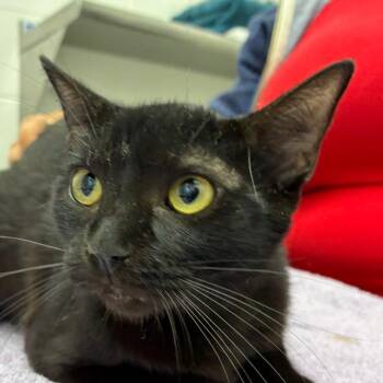 Davis -  Domestic Short Hair Cat for Adoption in Corpus Christi, Texas - Davis | PetCurious