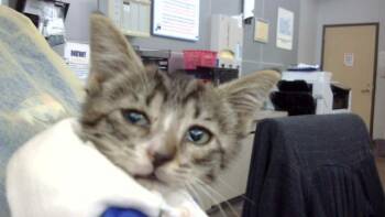 VIENNA -  Domestic Long Hair Cat for Adoption in Dallas, Texas - VIENNA | PetCurious