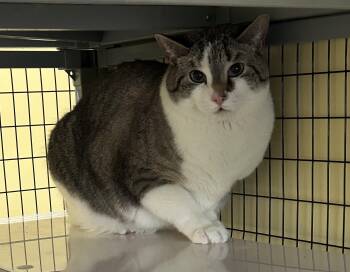 Jack-A Sad Tail looking for a Happy Ending -  Domestic Short Hair Cat for Adoption in Kinnelon, New Jersey - Jack-A Sad Tail Looking For A Happy Ending | PetCurious