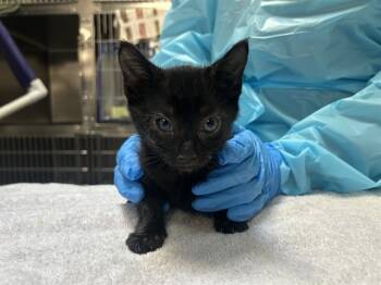 Rescue Domestic Short Hair Cats for Adoption in Raleigh, North Carolina - CORRIANDER | PetCurious