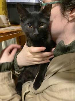 Rescue Domestic Medium Hair Cats for Adoption in Philadelphia, Pennsylvania - Jan Jansen | PetCurious