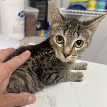 Axoloti -  Domestic Short Hair Cat for Adoption in St. Louis, Missouri - Axoloti | PetCurious