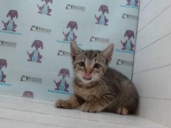 SANTINO -  Domestic Short Hair Cat for Adoption in Orlando, Florida - SANTINO | PetCurious